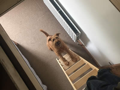 Wooden loft ladder